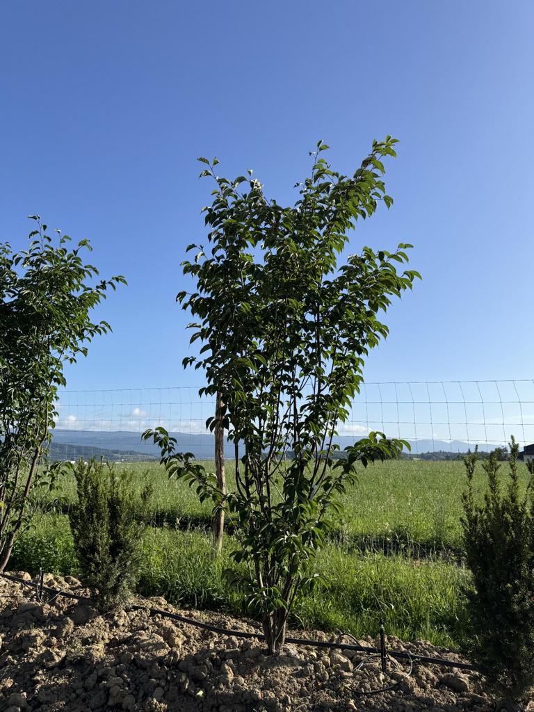 Prunus sargentii