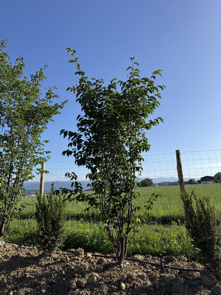 Prunus sargentii