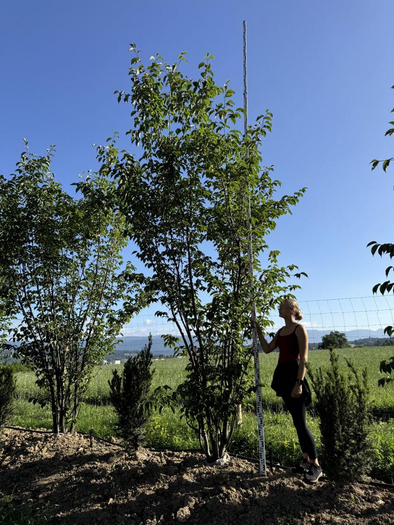 Prunus sargentii