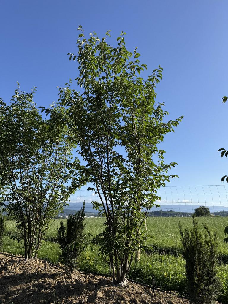Prunus sargentii