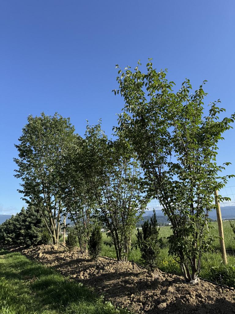 Prunus sargentii