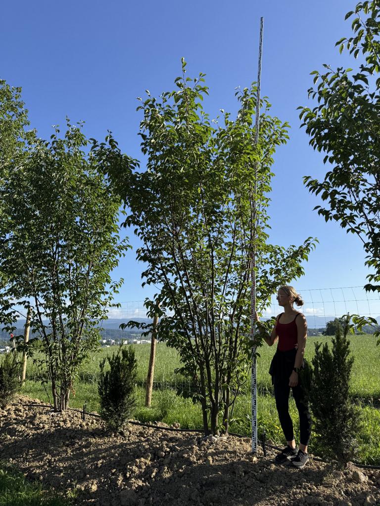 Prunus sargentii