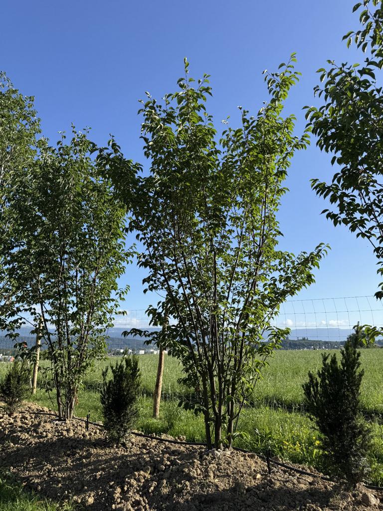 Prunus sargentii