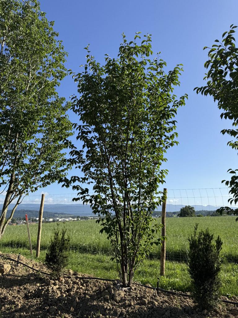 Prunus sargentii