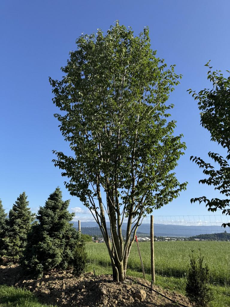 Prunus sargentii