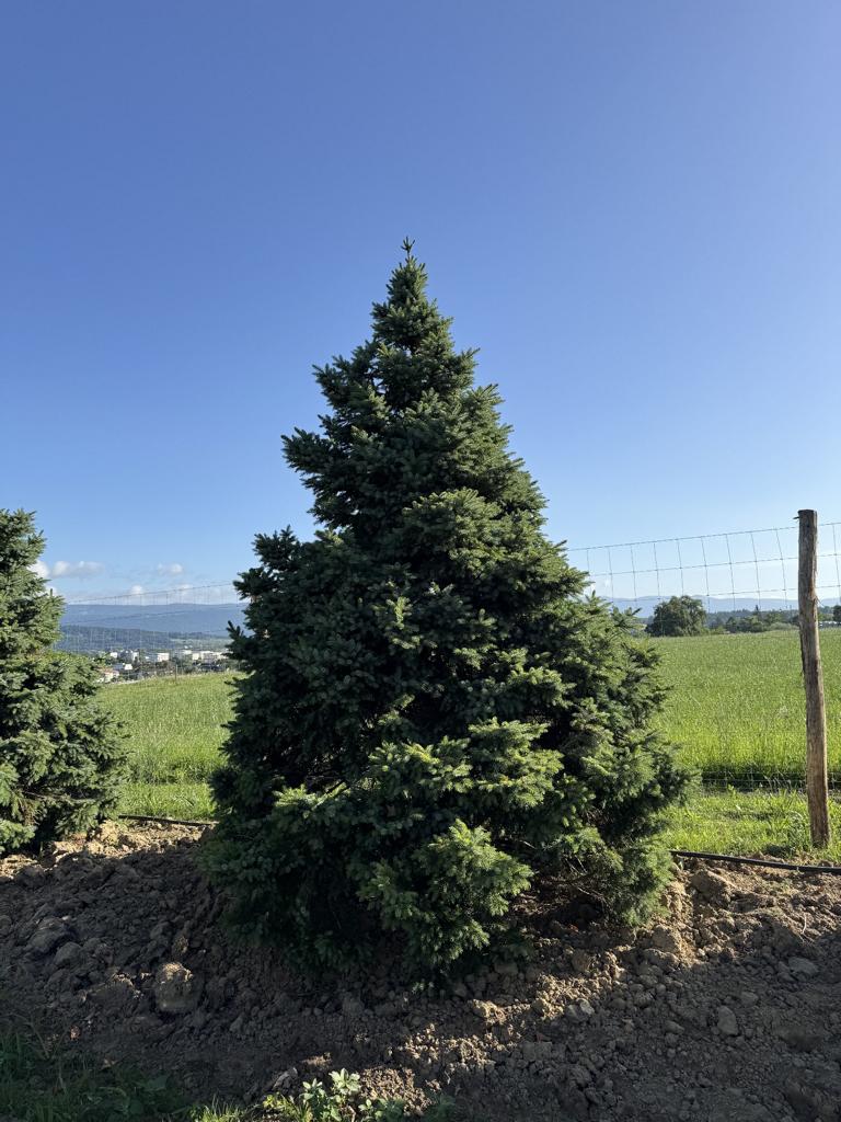 Picea omorika 'Nana'