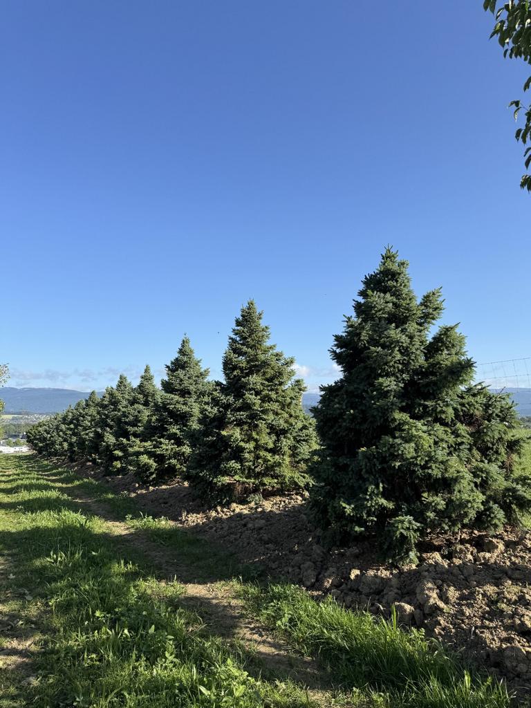 Picea omorika 'Nana'