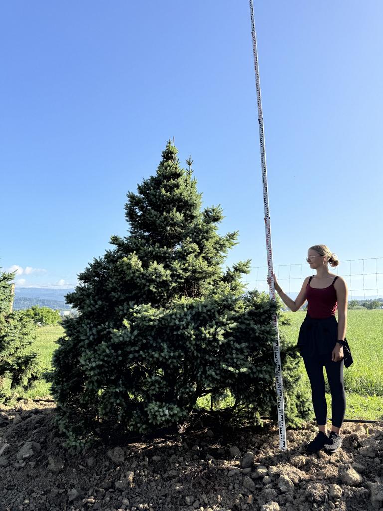 Picea omorika 'Nana'
