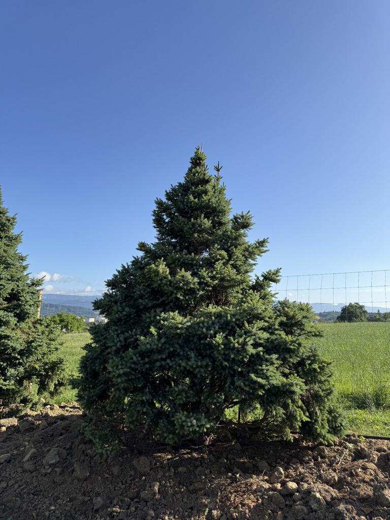 Picea omorika 'Nana'