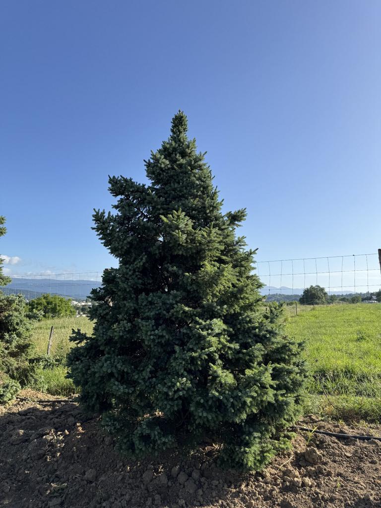 Picea omorika 'Nana'