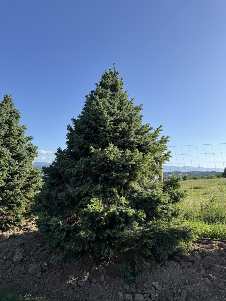 Picea omorika 'Nana'