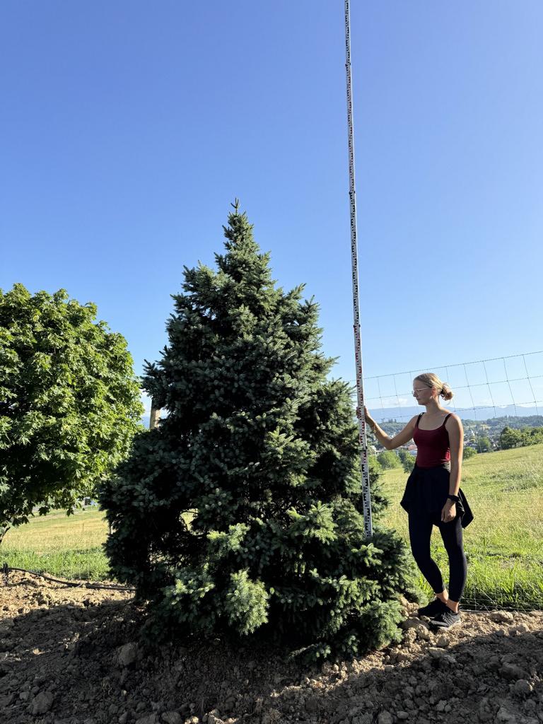 Picea omorika 'Nana'