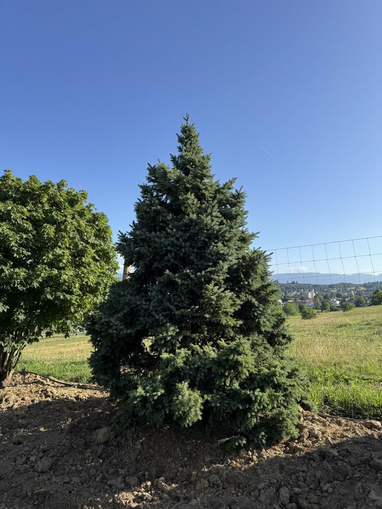 Picea omorika 'Nana'