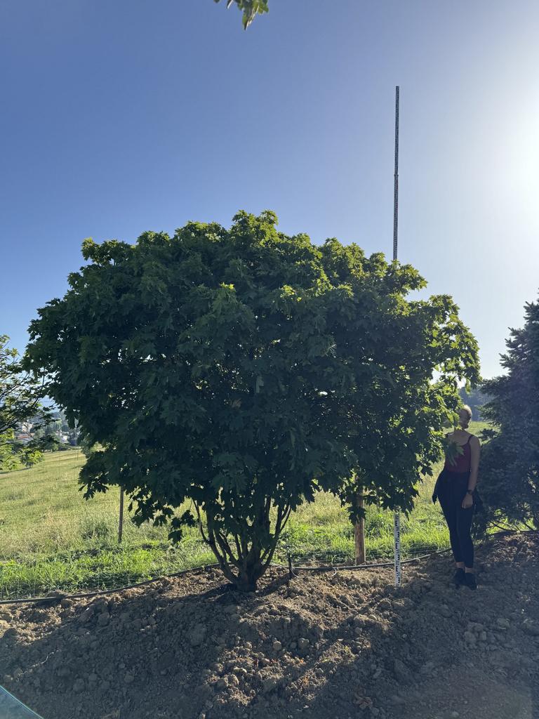 Acer platanoides 'Globosum'