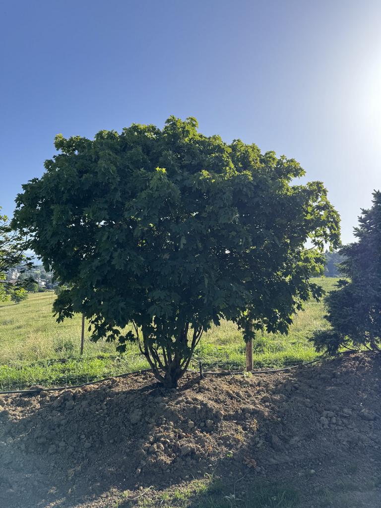 Acer platanoides 'Globosum'