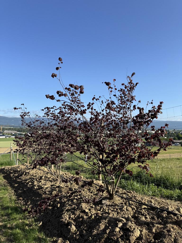 Cercis canadensis 'Forest Pansy'