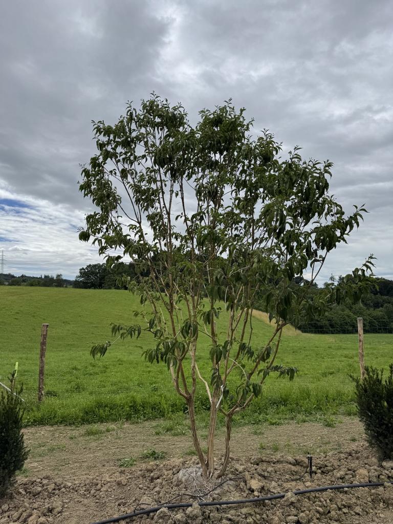 Heptacodium miconioides