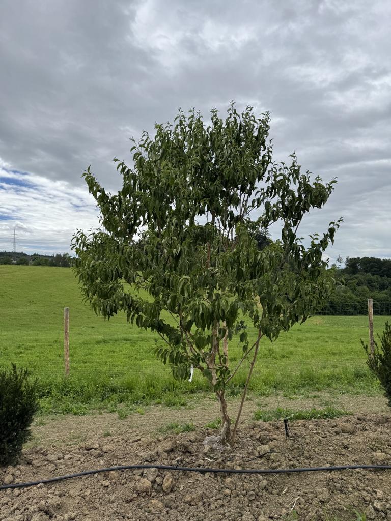 Heptacodium miconioides