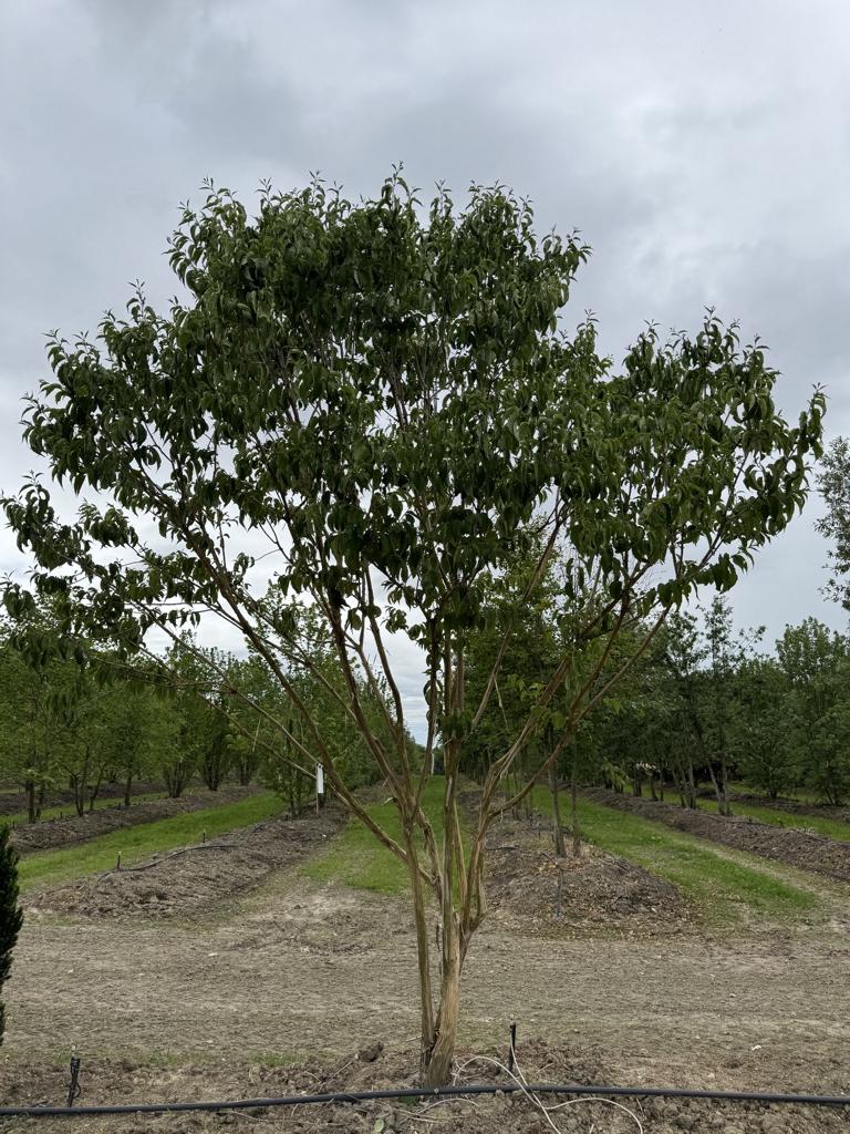 Heptacodium miconioides