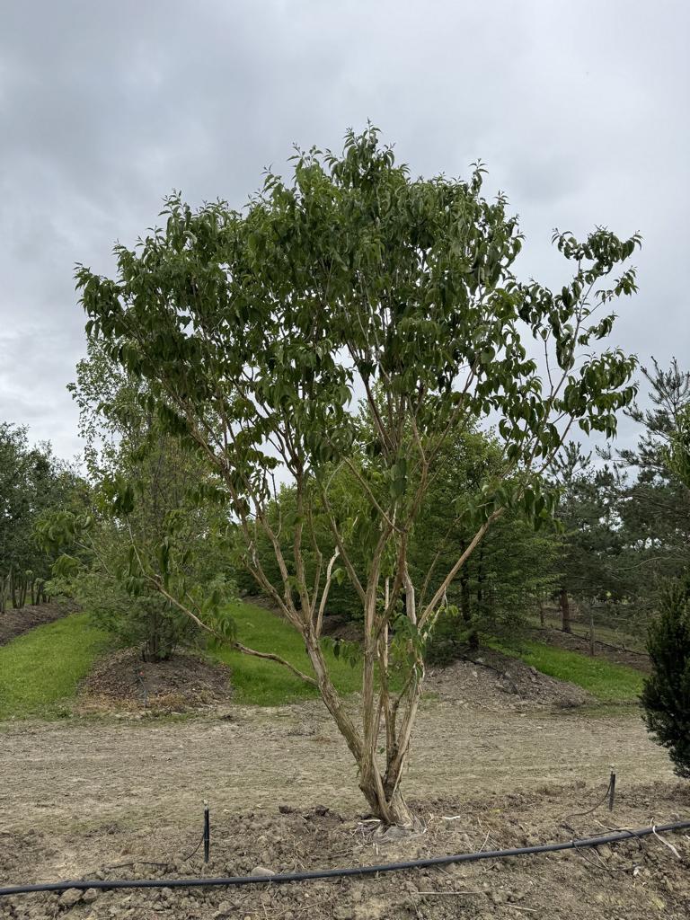 Heptacodium miconioides