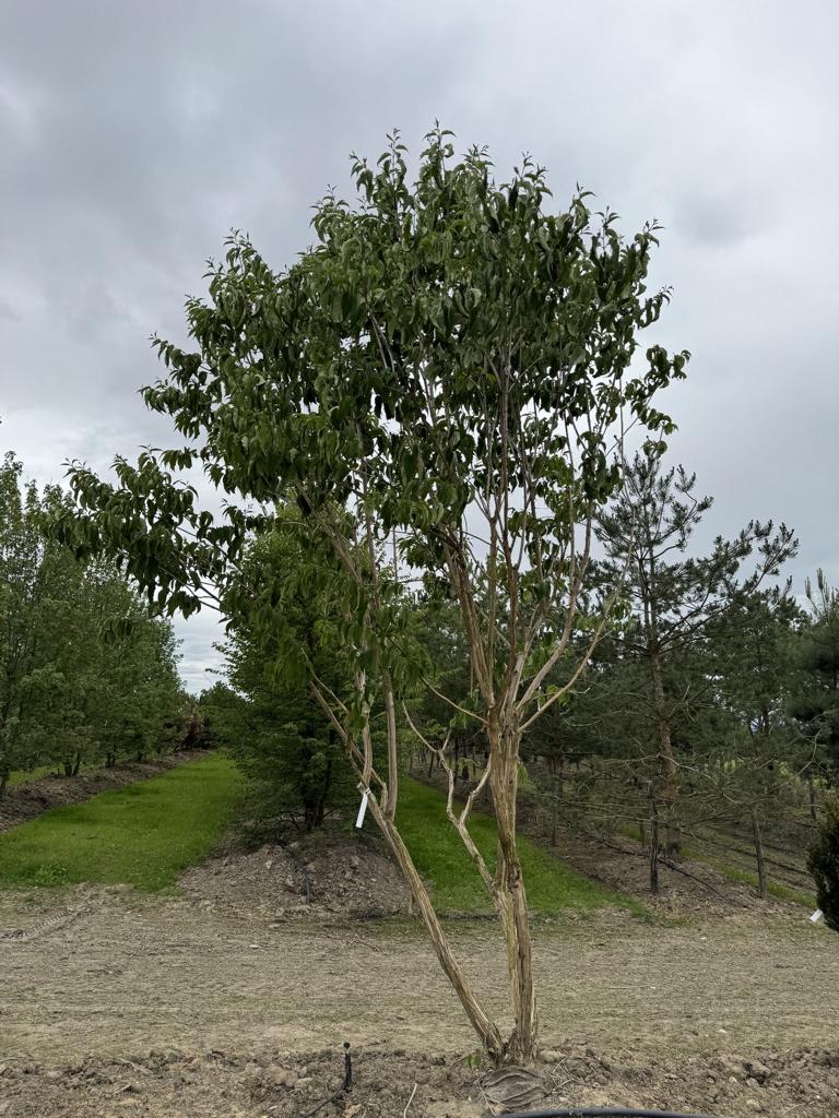 Heptacodium miconioides