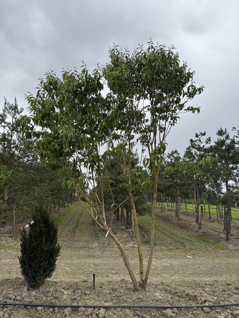 Heptacodium miconioides