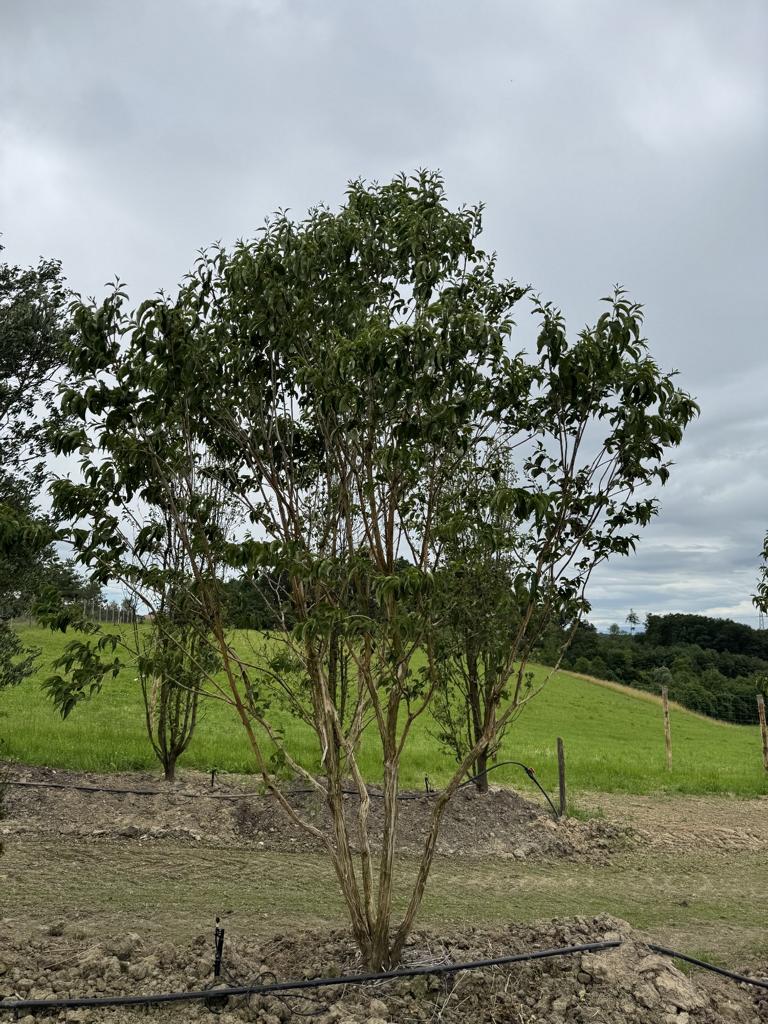 Heptacodium miconioides