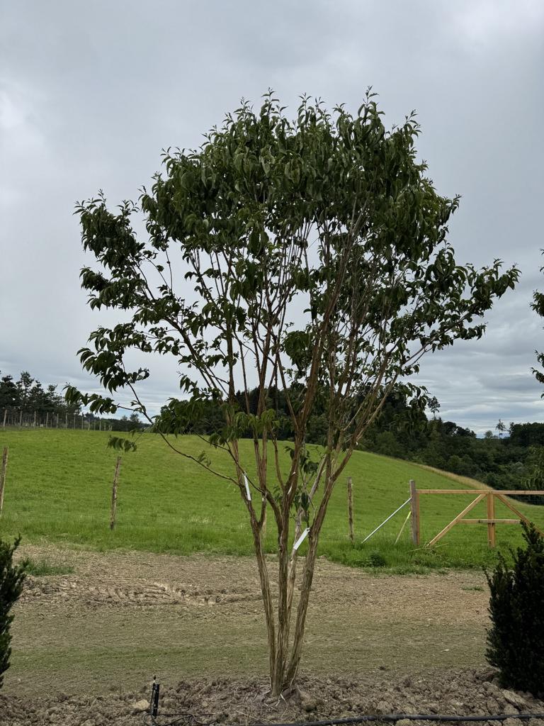 Heptacodium miconioides