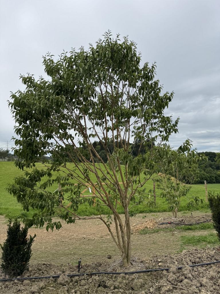 Heptacodium miconioides