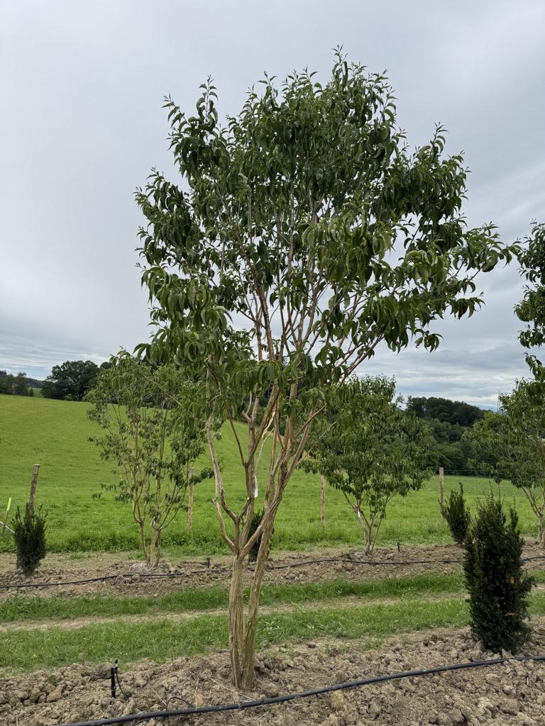 Heptacodium miconioides