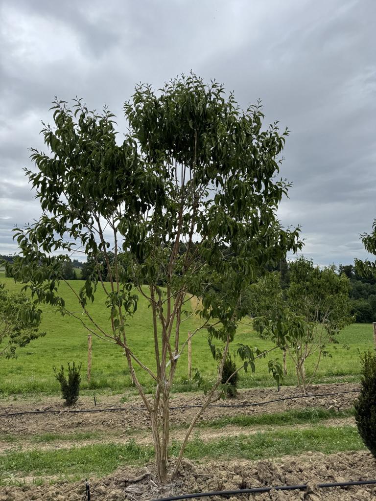 Heptacodium miconioides