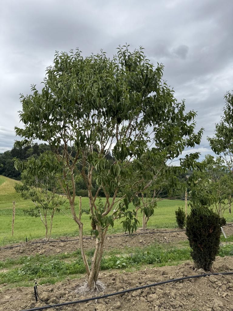 Heptacodium miconioides