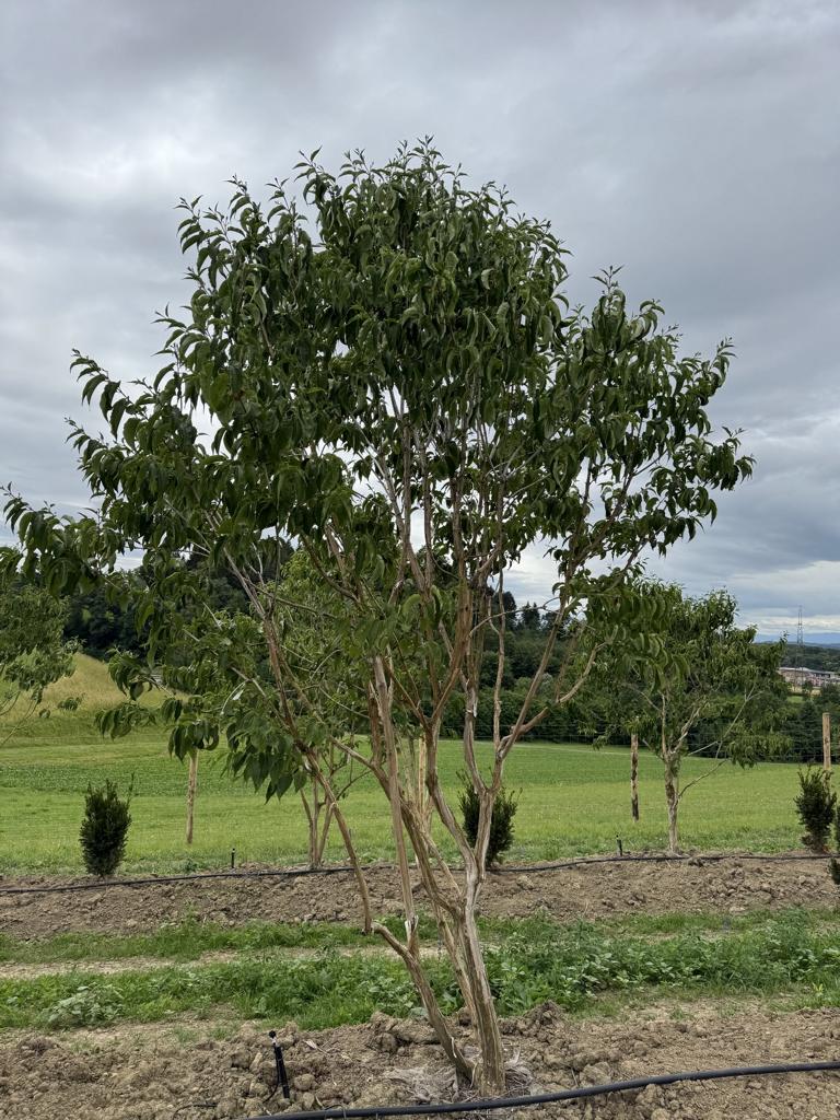 Heptacodium miconioides