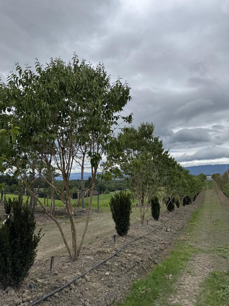 Heptacodium miconioides