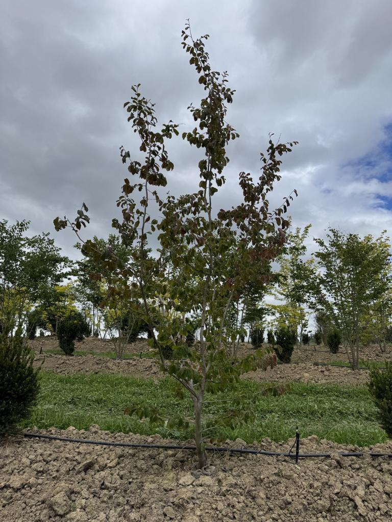 Parrotia persica