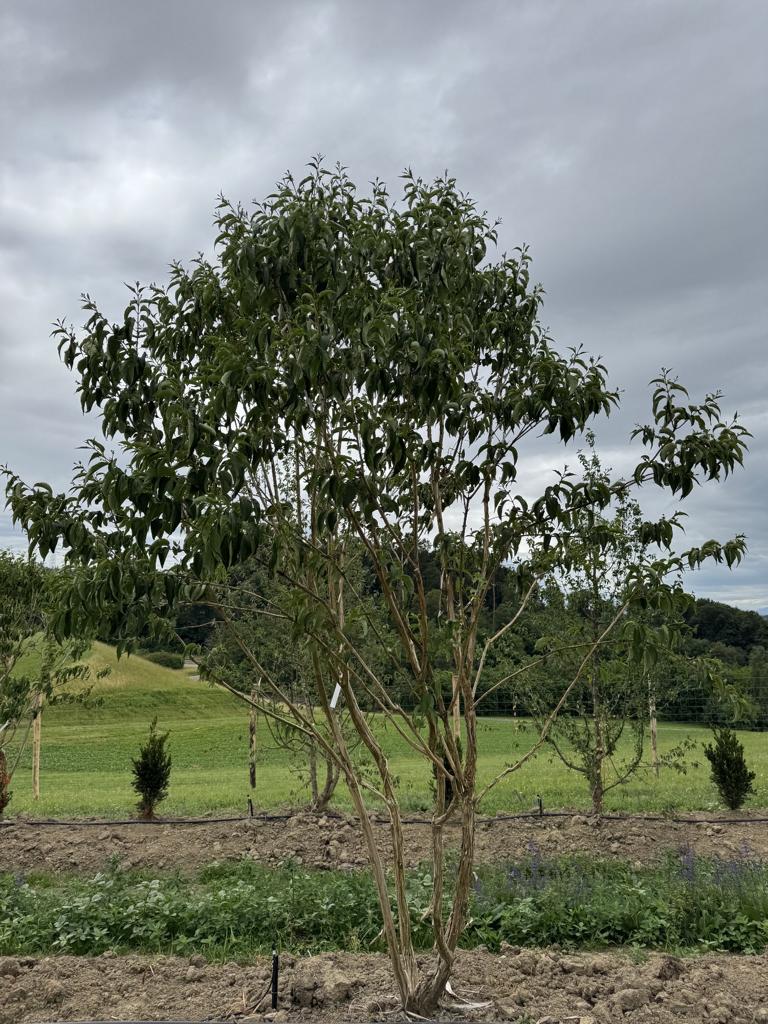 Heptacodium miconioides