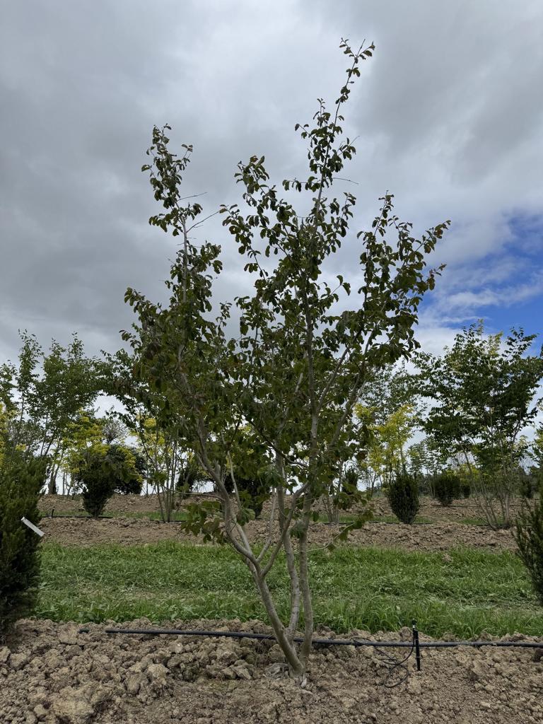 Parrotia persica