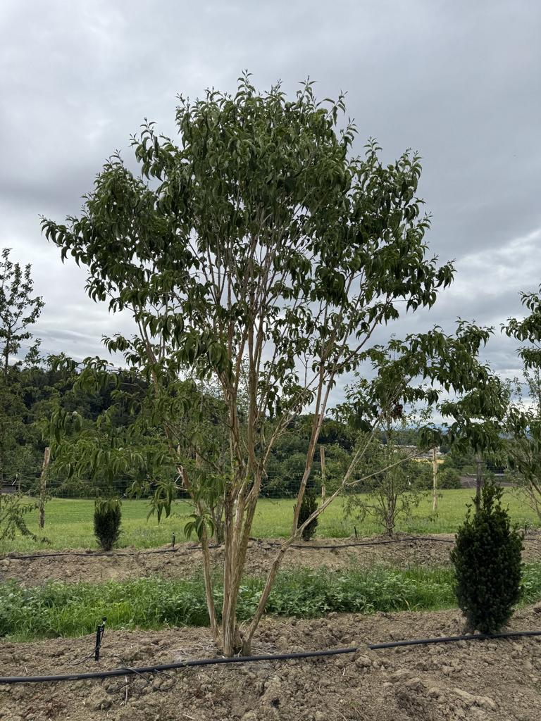 Heptacodium miconioides