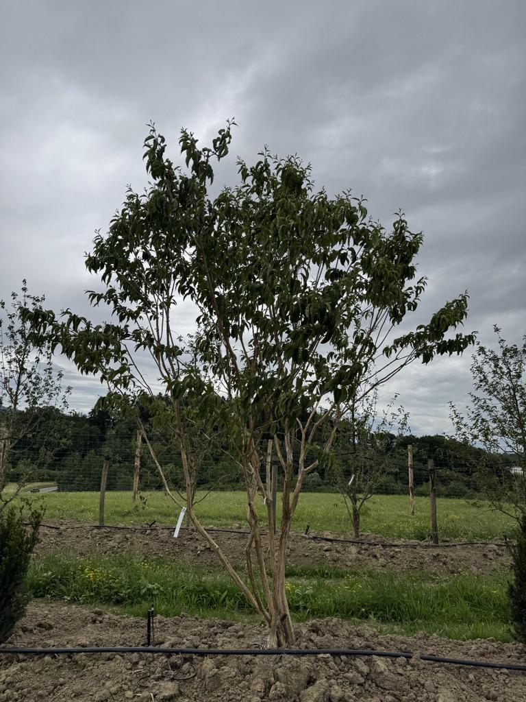 Heptacodium miconioides