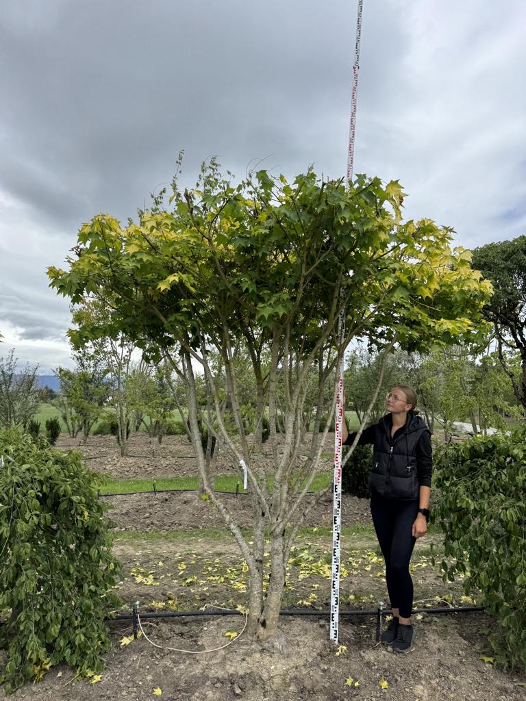 Acer cappadocicum 'Aureum' Schirmform