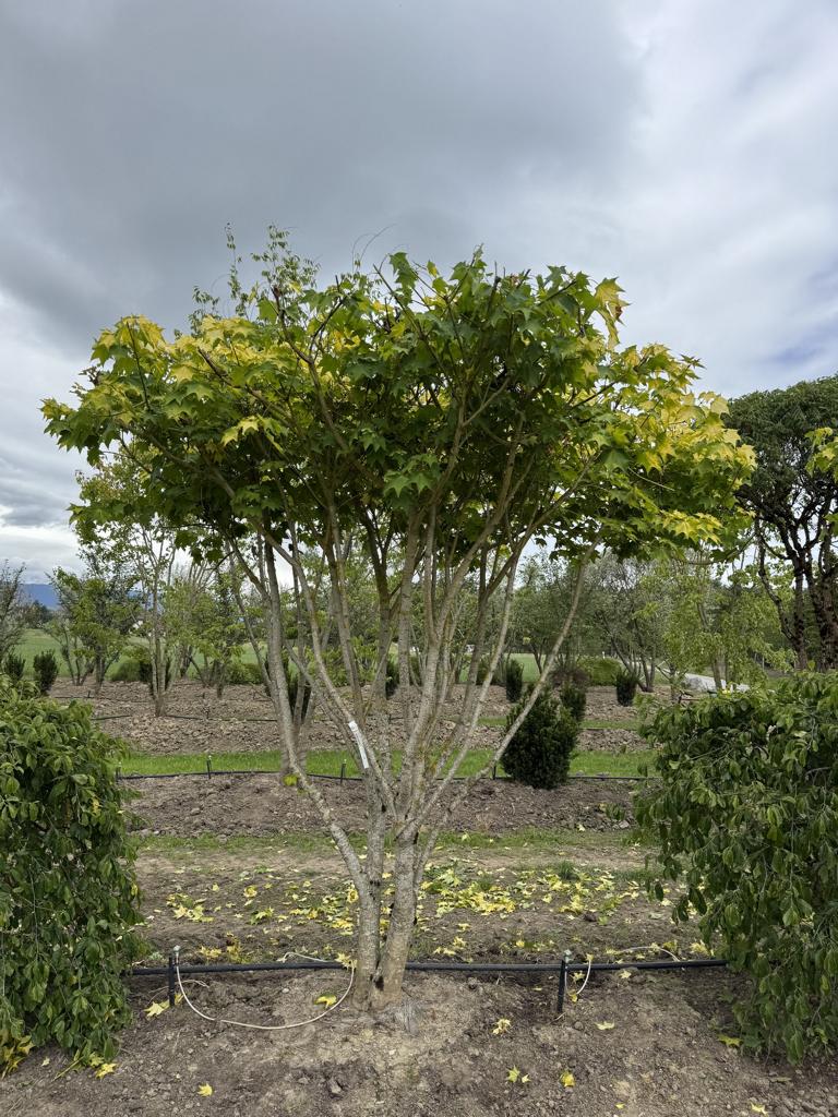 Acer cappadocicum 'Aureum' Schirmform