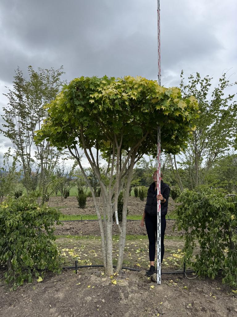 Acer cappadocicum 'Aureum' Schirmform
