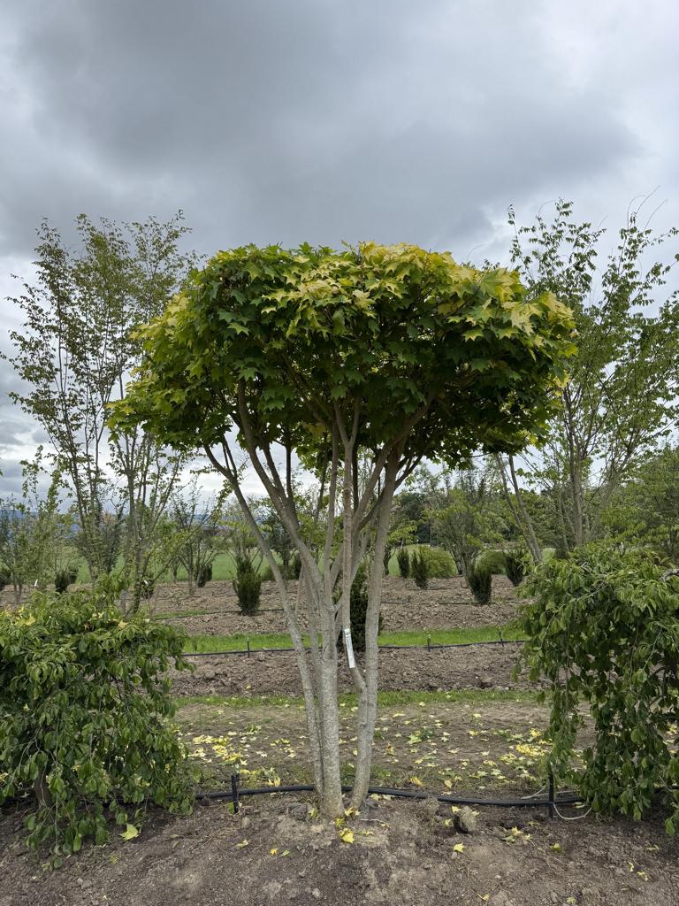 Acer cappadocicum 'Aureum' Schirmform