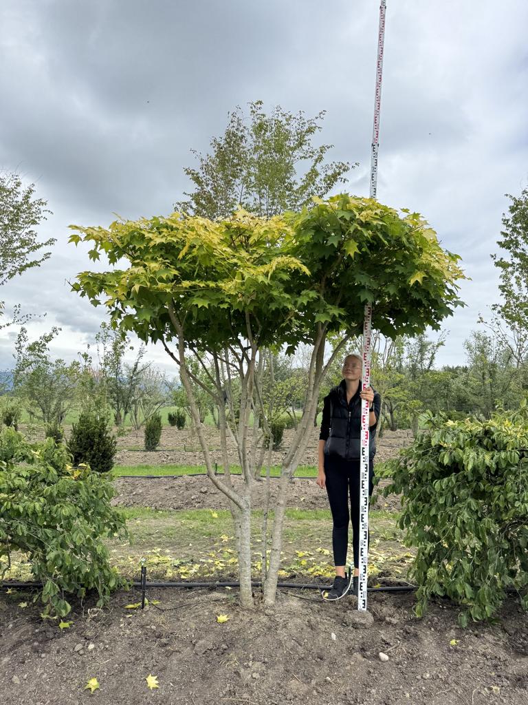 Acer cappadocicum 'Aureum' Schirmform