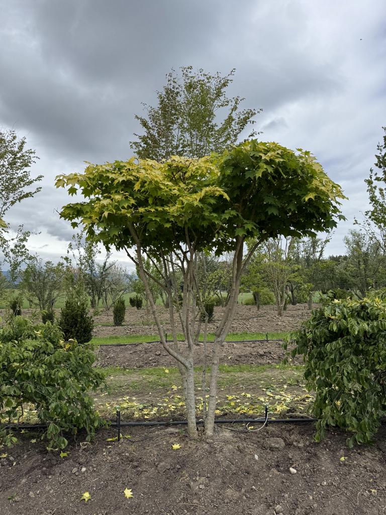 Acer cappadocicum 'Aureum' Schirmform