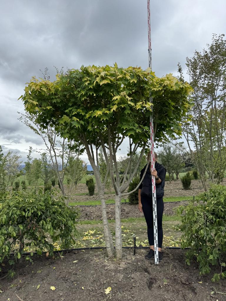 Acer cappadocicum 'Aureum' Schirmform