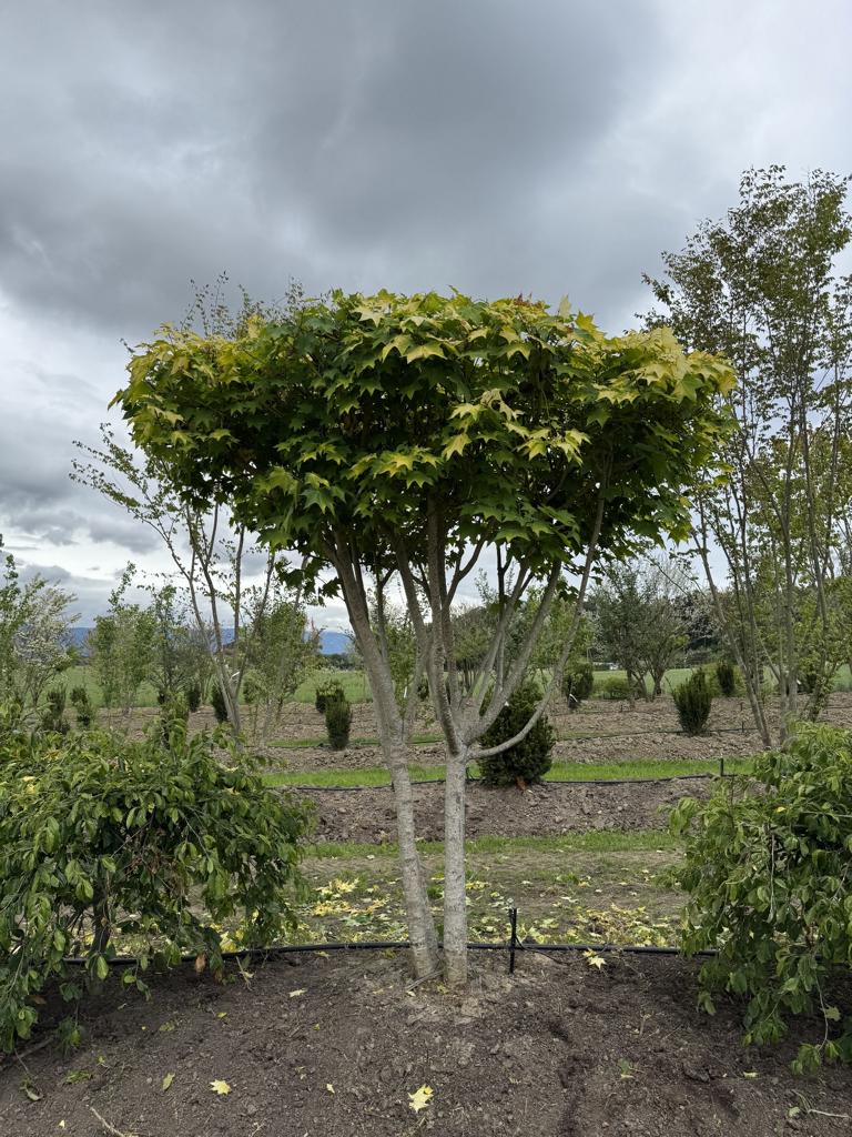 Acer cappadocicum 'Aureum' Schirmform