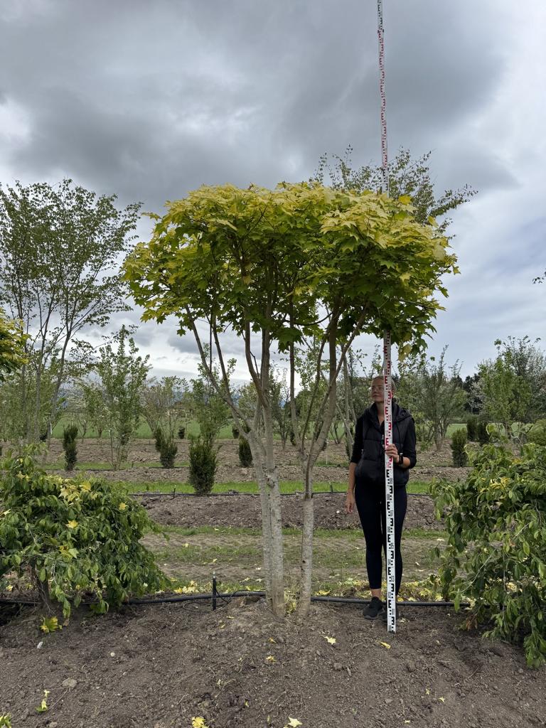 Acer cappadocicum 'Aureum' Schirmform