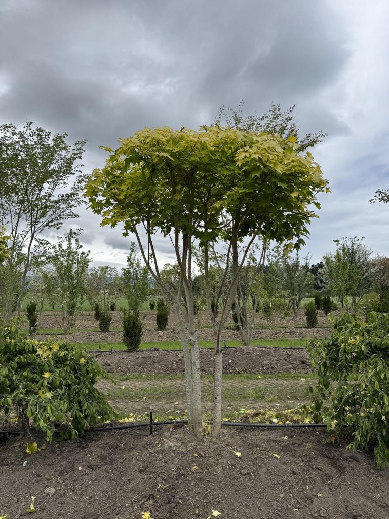 Acer cappadocicum 'Aureum' Schirmform
