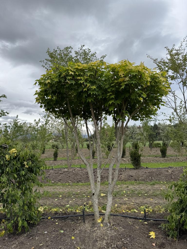 Acer cappadocicum 'Aureum' Schirmform